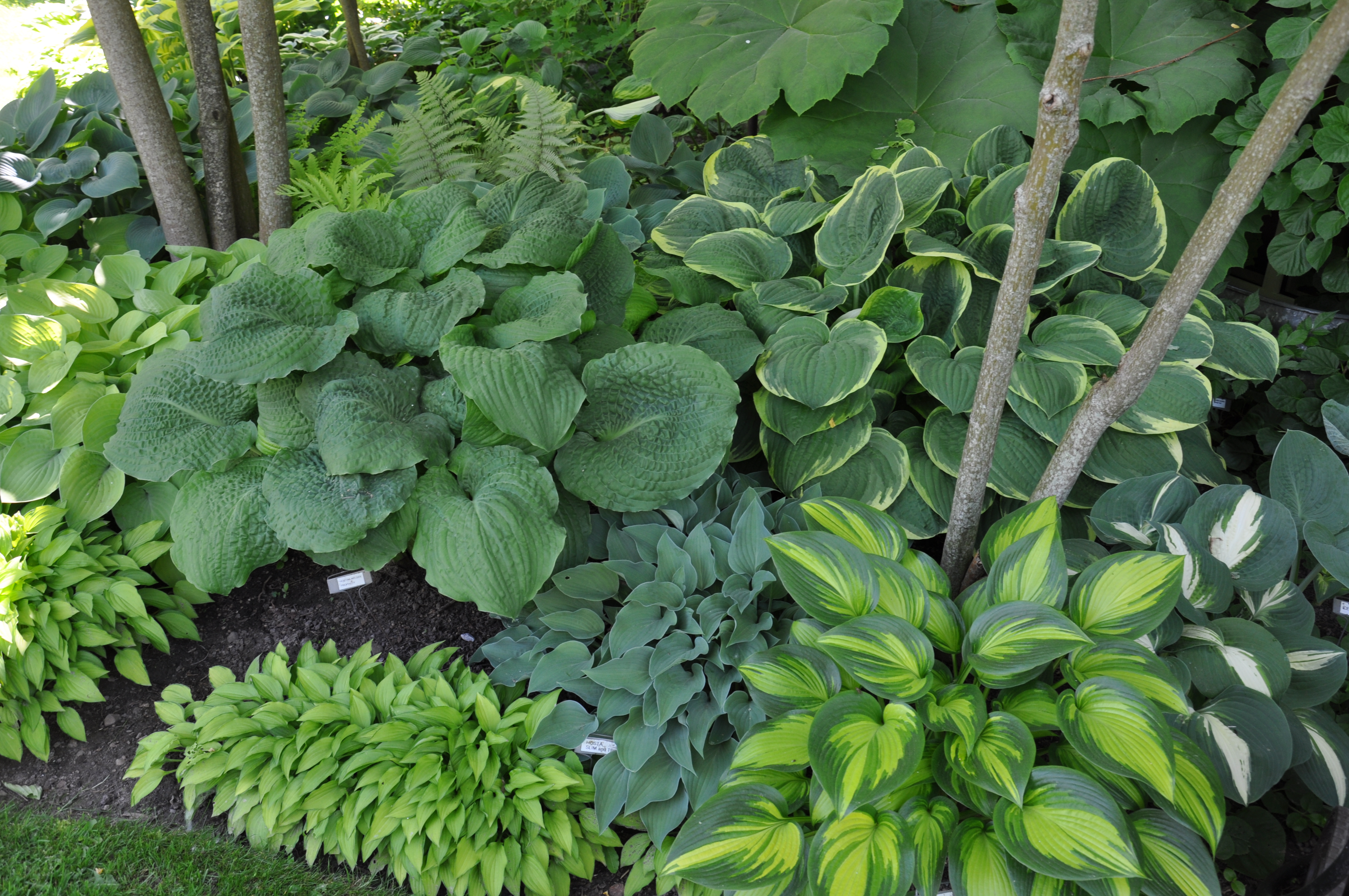 Hostas with different leaf textures