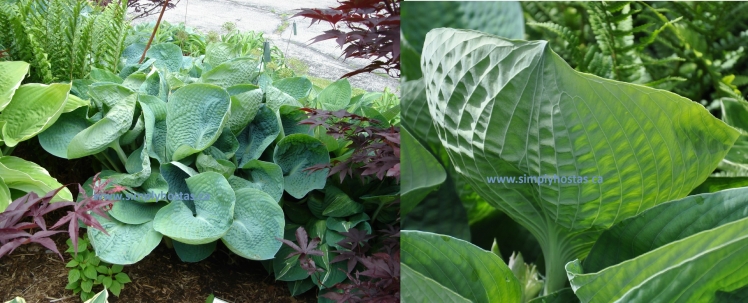 Abiqua Drinking Gourd