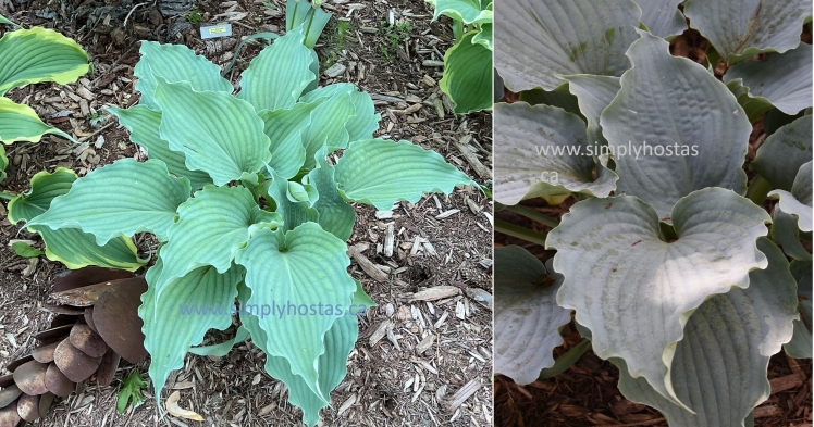 Dancing With Dragons