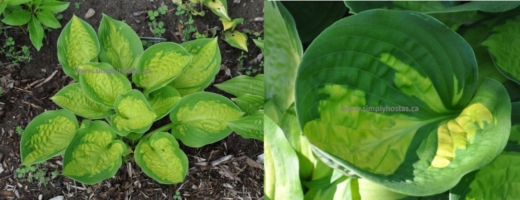 Pocket Full of Sunshine