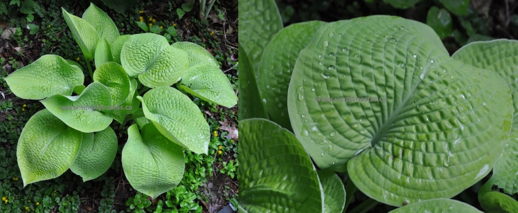 Rosedale Lost Dutchman 