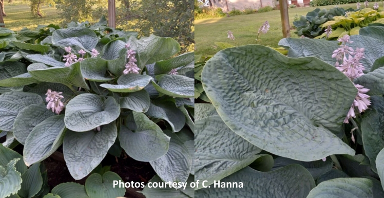 Smokey Mountain Blues